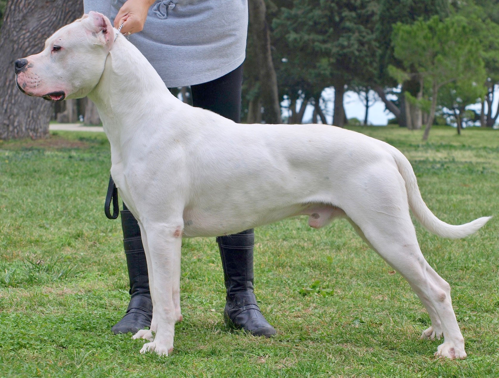 Dogo Argentino