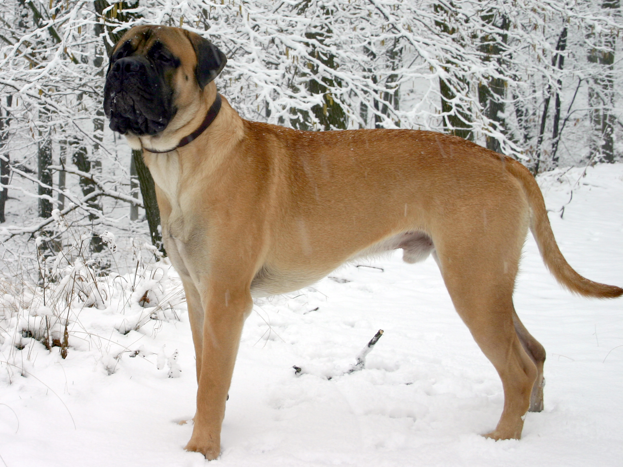 Bullmastiff