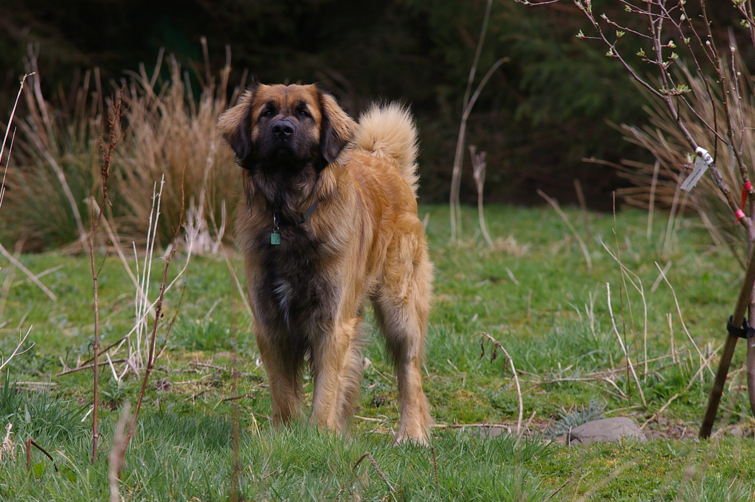 Leonberger