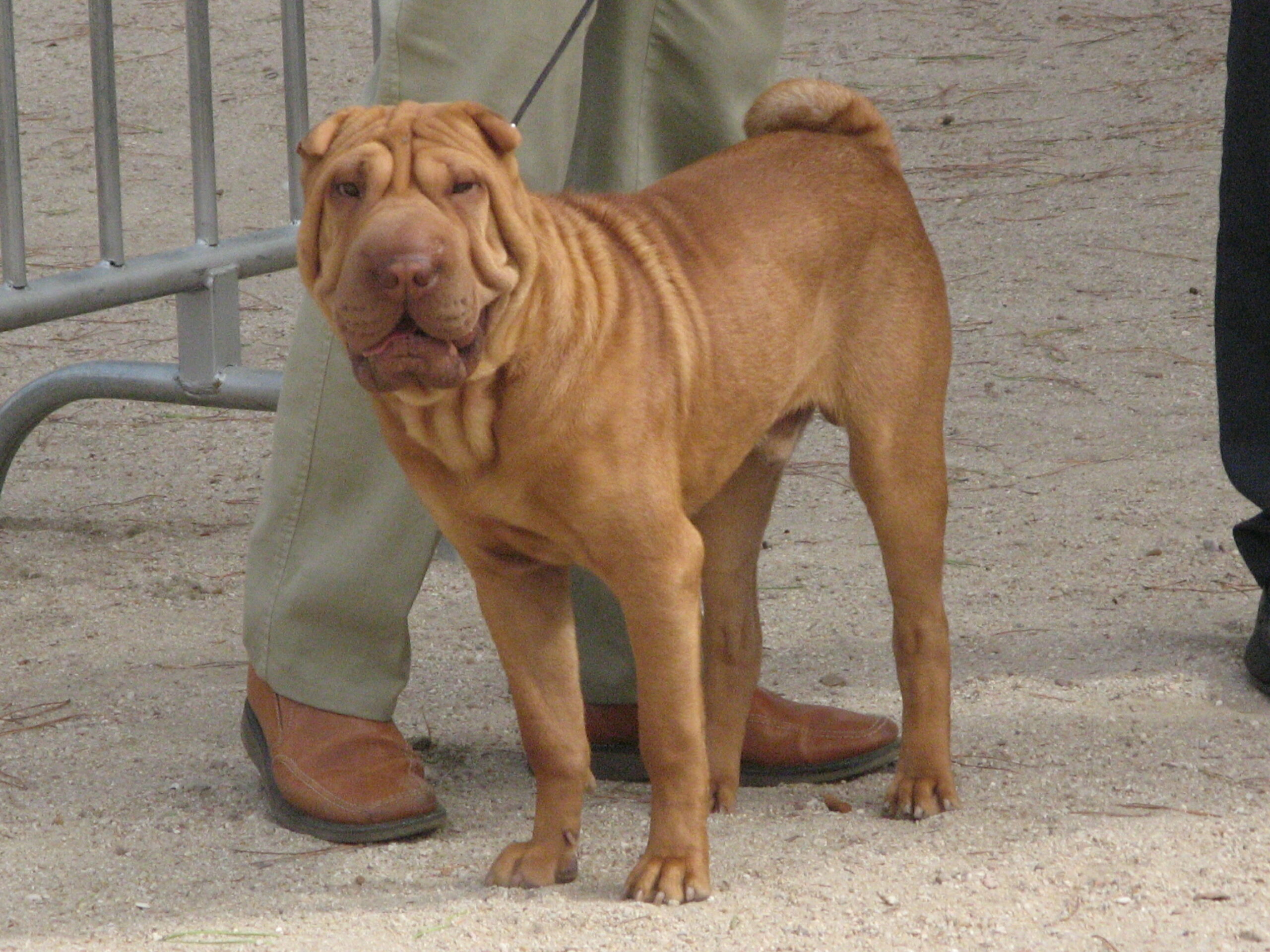 Shar Pei