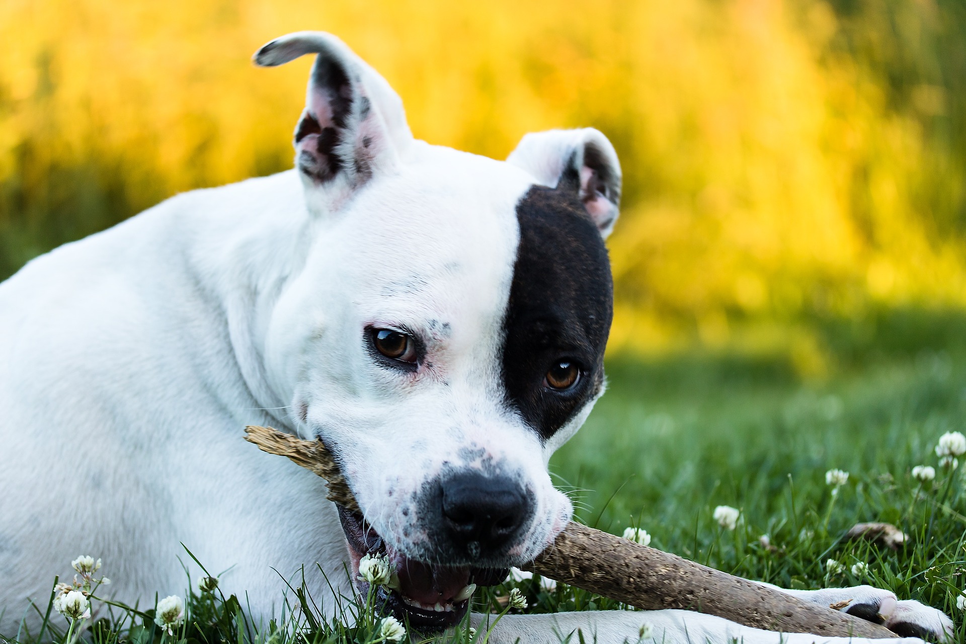 Juguetes Para Perros American Stanford