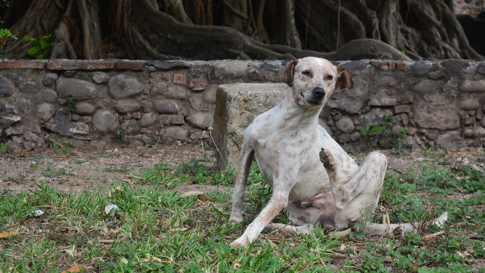 ¿Cómo eliminar las pulgas en los perros de forma natural?