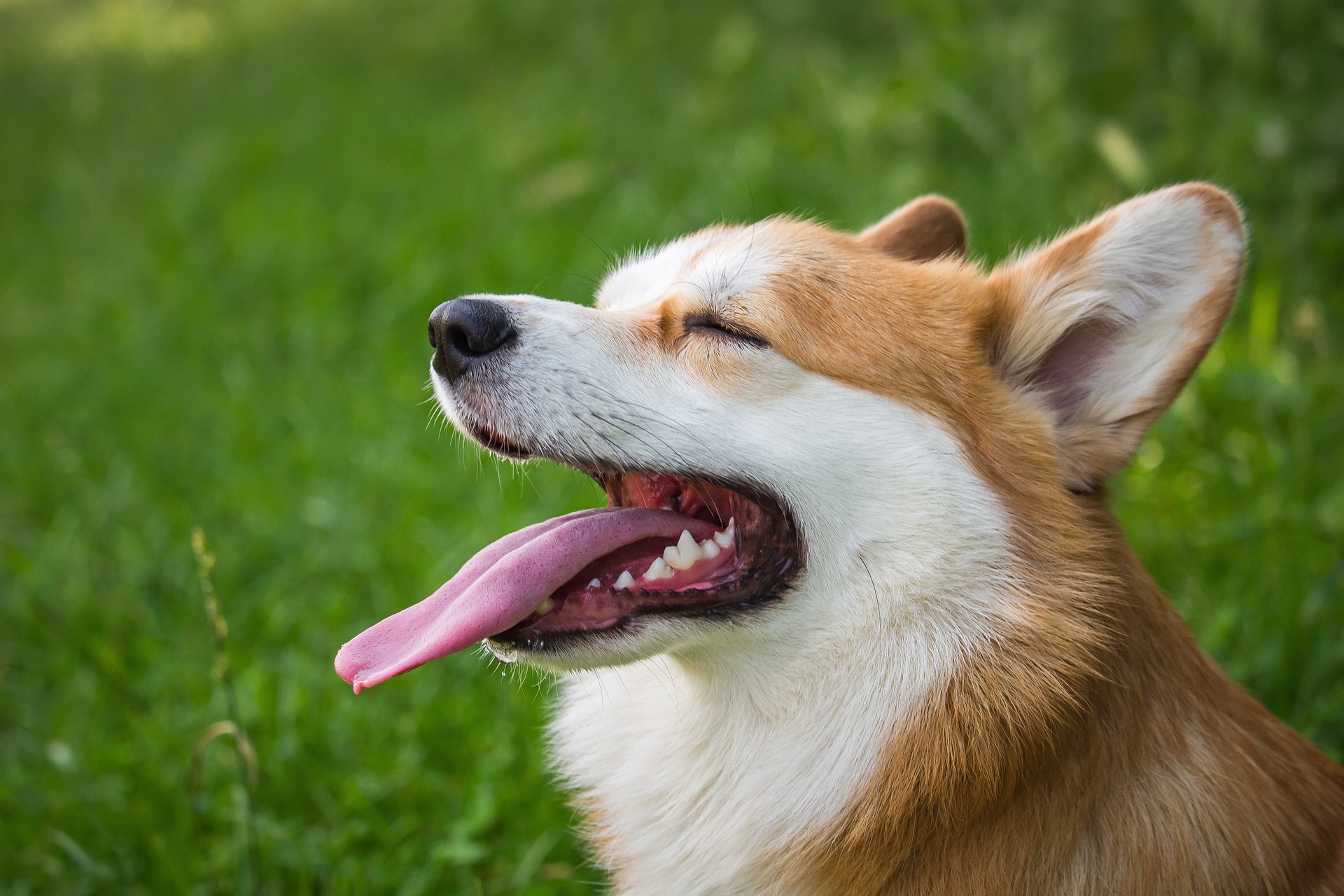 a mi perro le sobresale el hueso de la cabeza