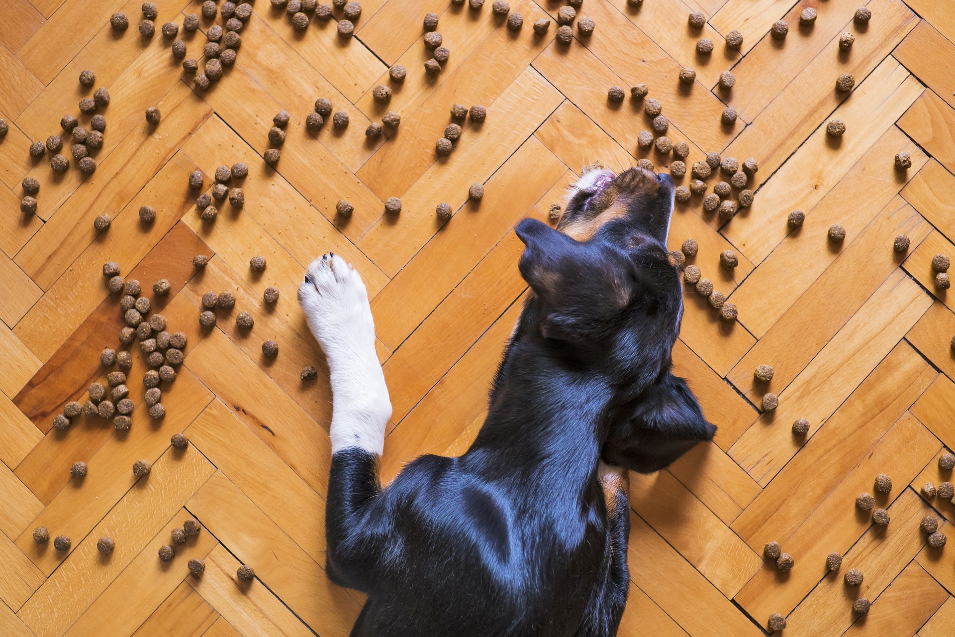 por que la uva es mala para los perros