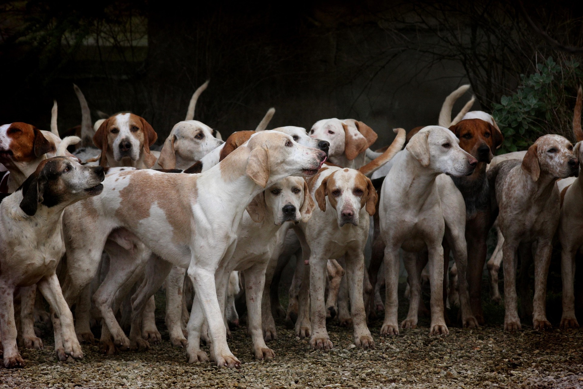 Las 12 razas de perros más leales