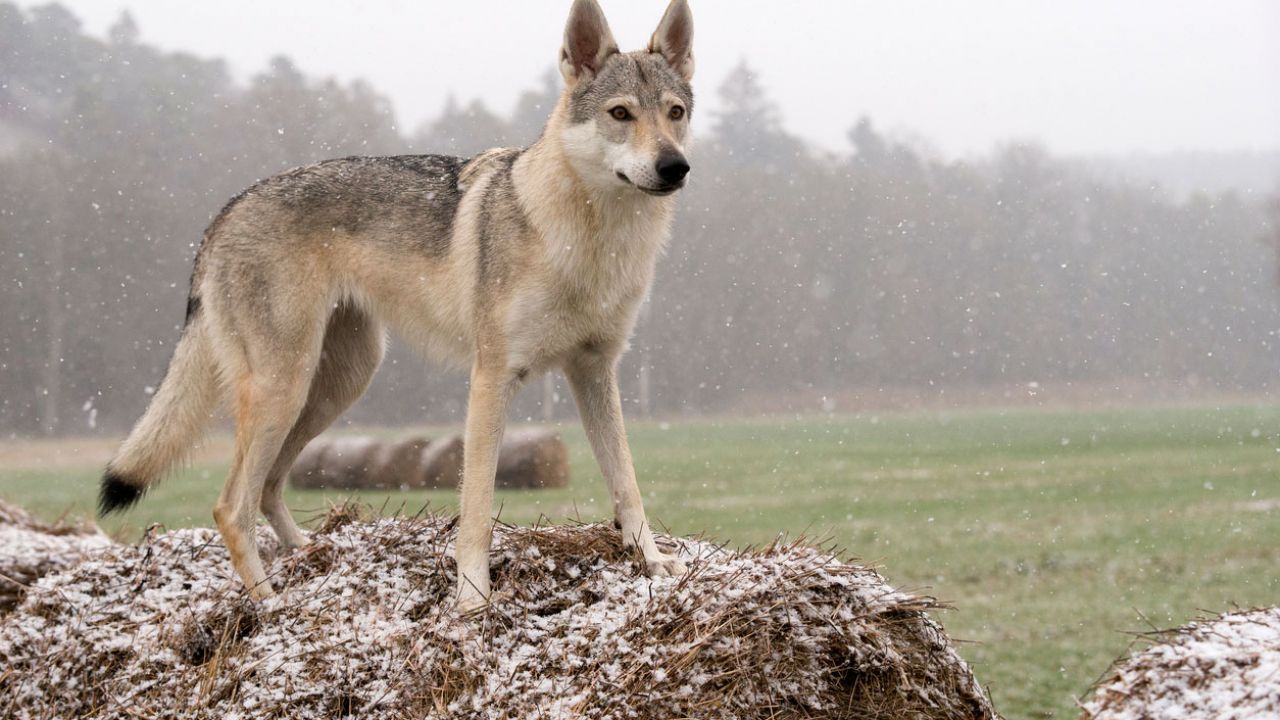 Perro-Lobo Checoslovaco