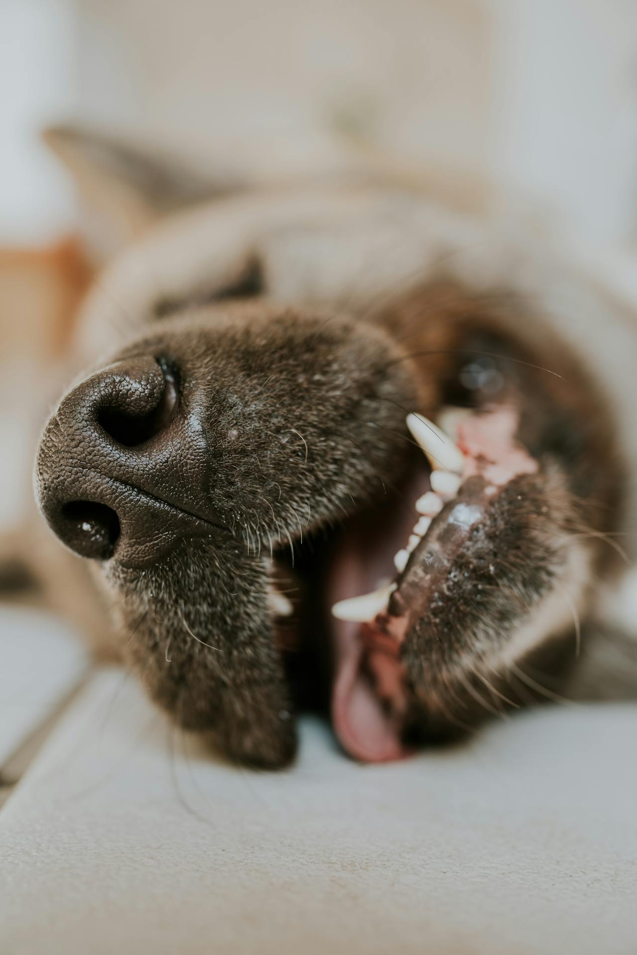Por que a los perros les tiembla la mandíbula