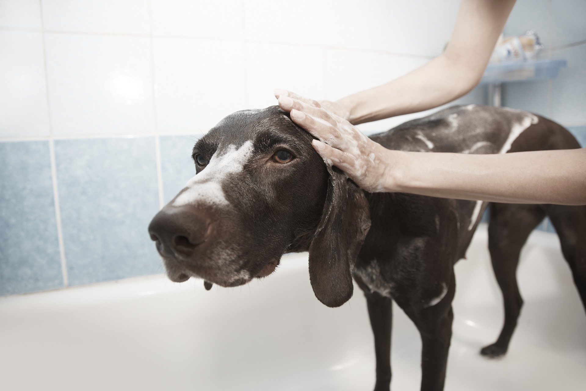 ¿Cuántas veces se debe bañar a un perro?
