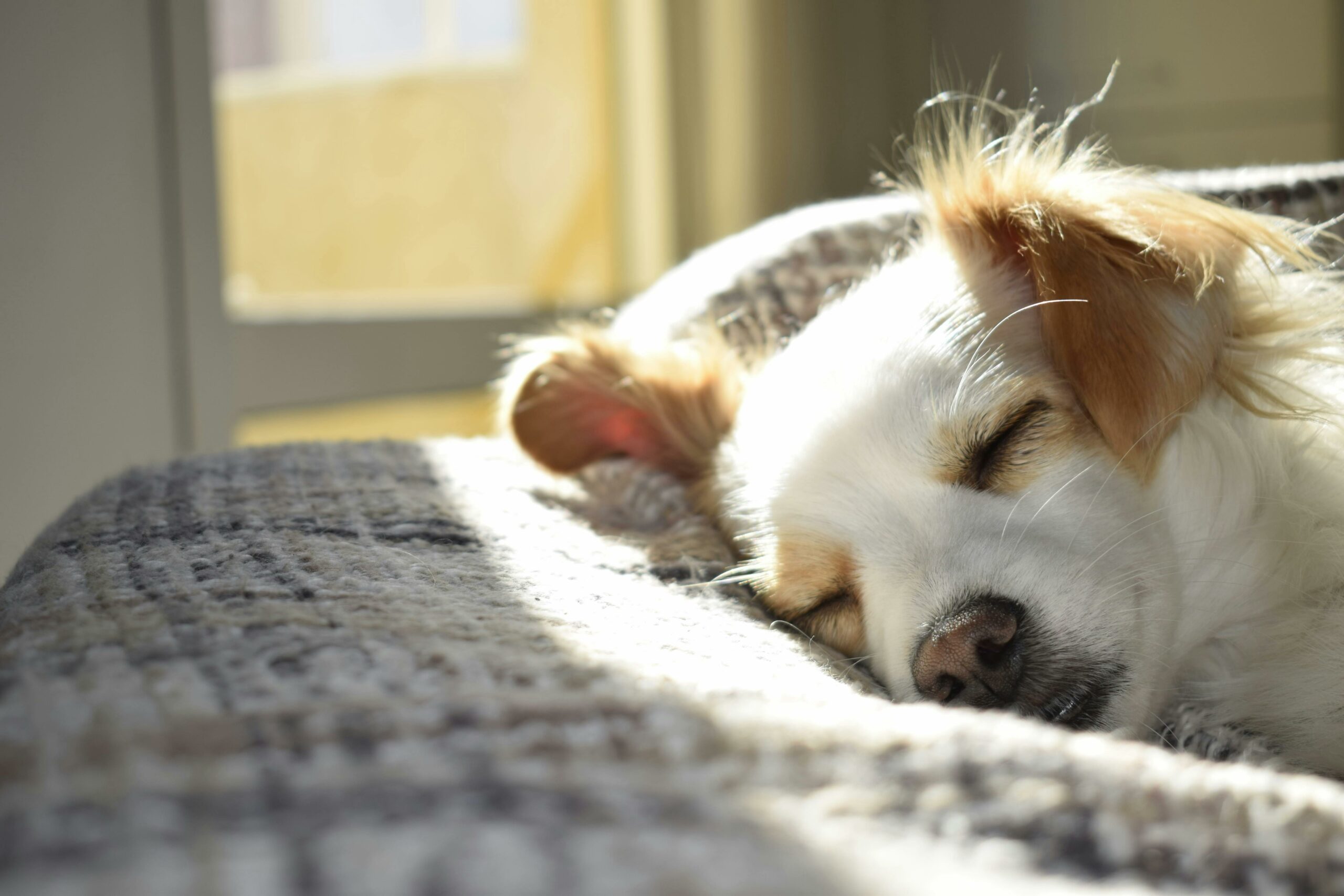 ¿Por que los perros hacen nidos con la ropa?