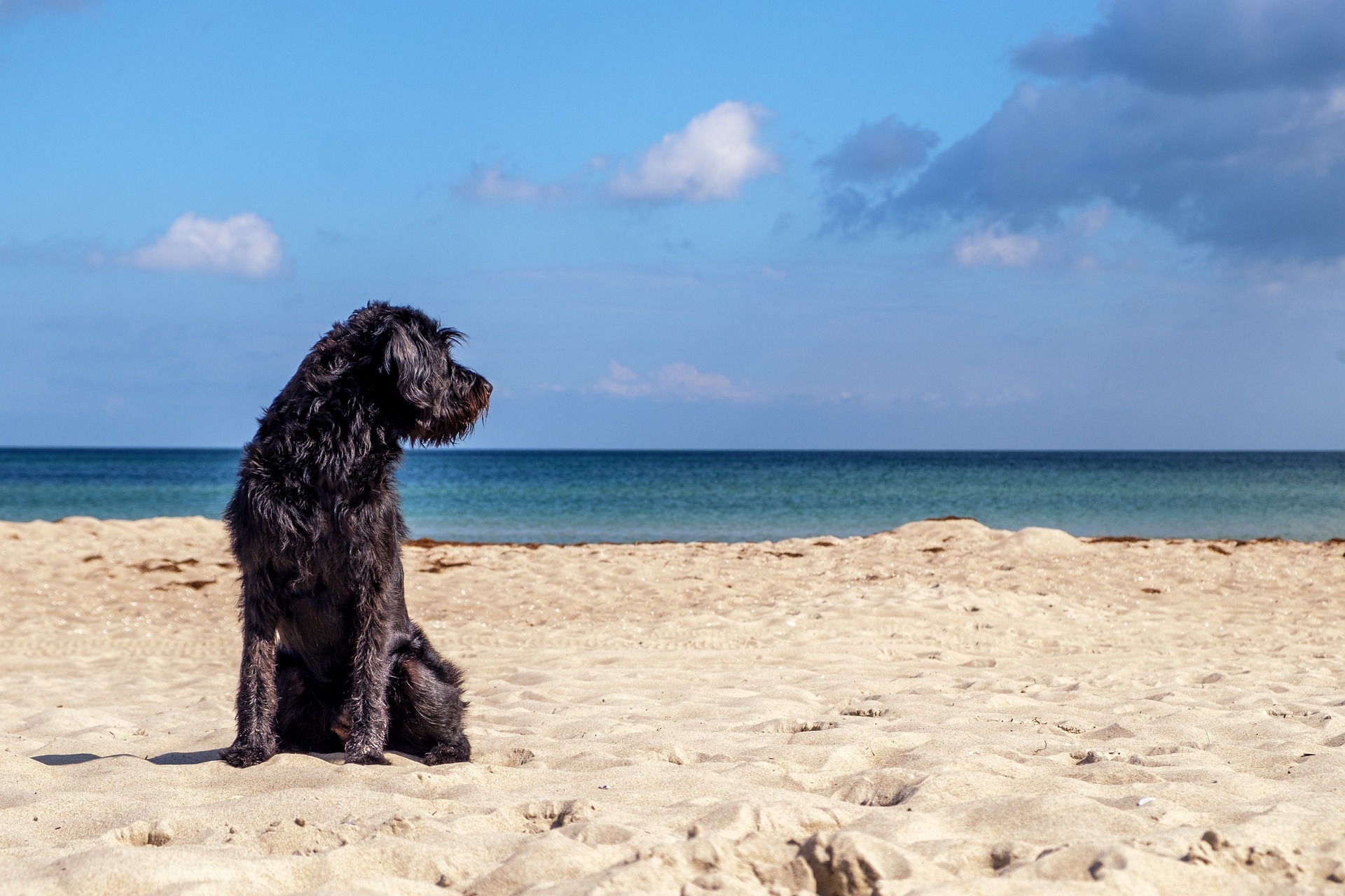 permite perros la playa de los tusales guardamar del segura