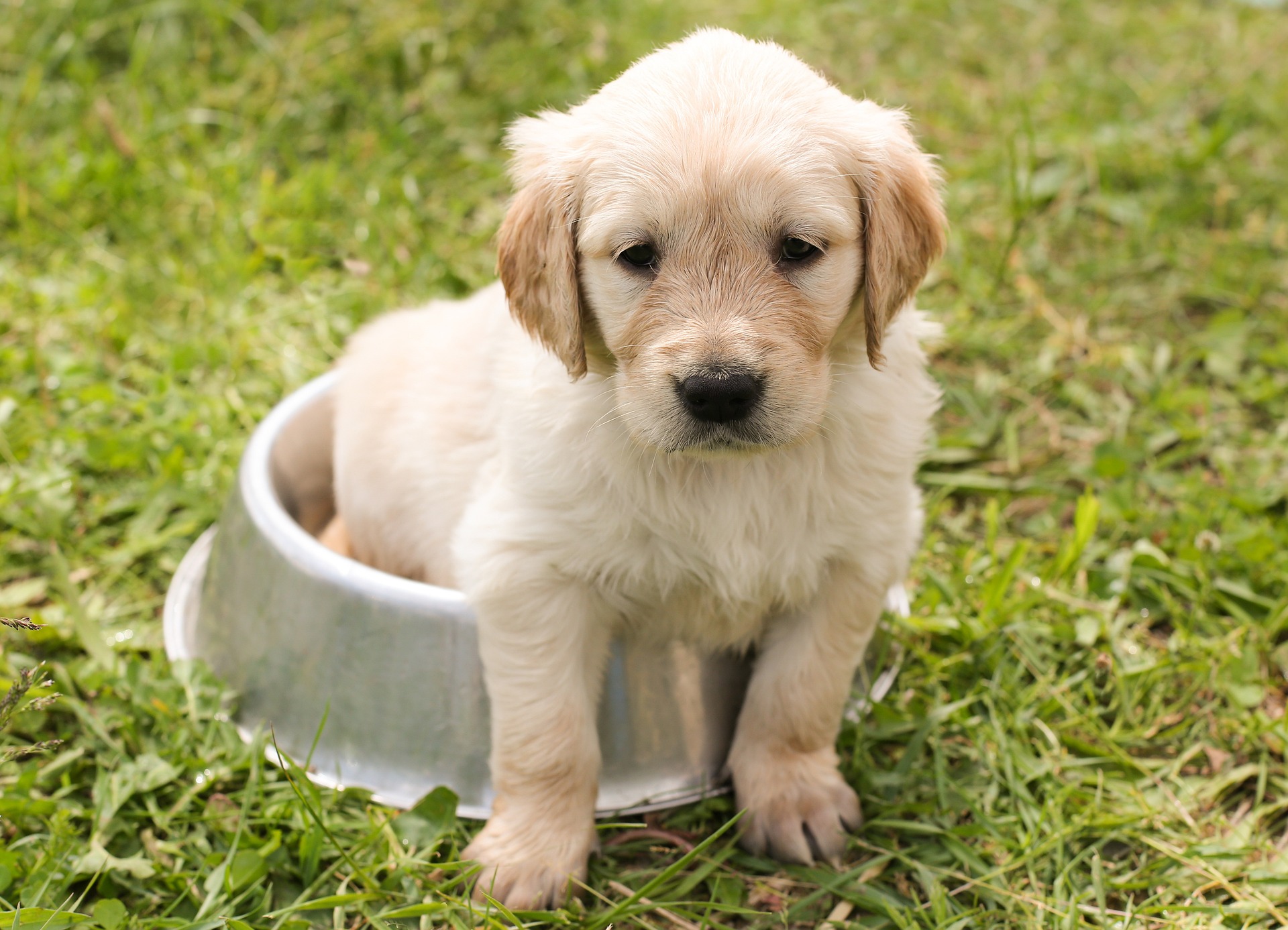 Cómo enseñar a un perro a orinar en el mismo lugar?