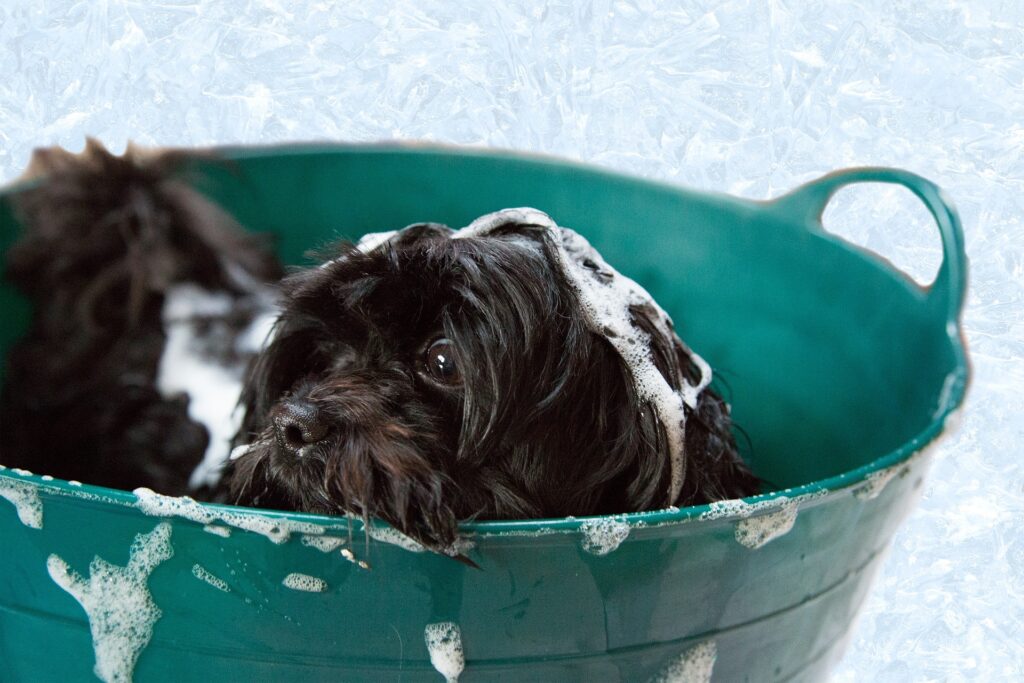 Bañar A Un Perro Con Betadine Jabonoso: Guía Y Beneficios