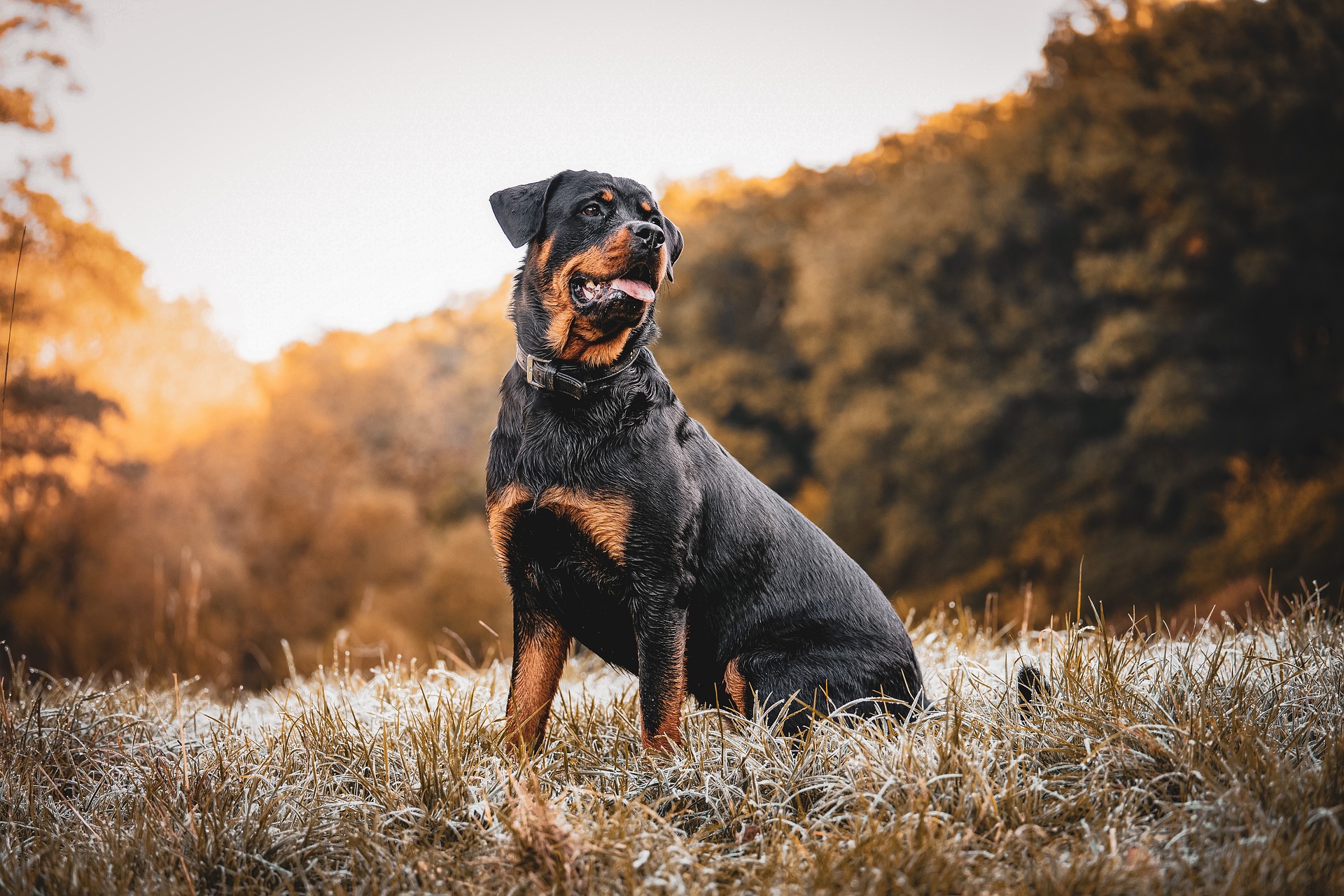 Duración del Embarazo en una Perra Rottweiler