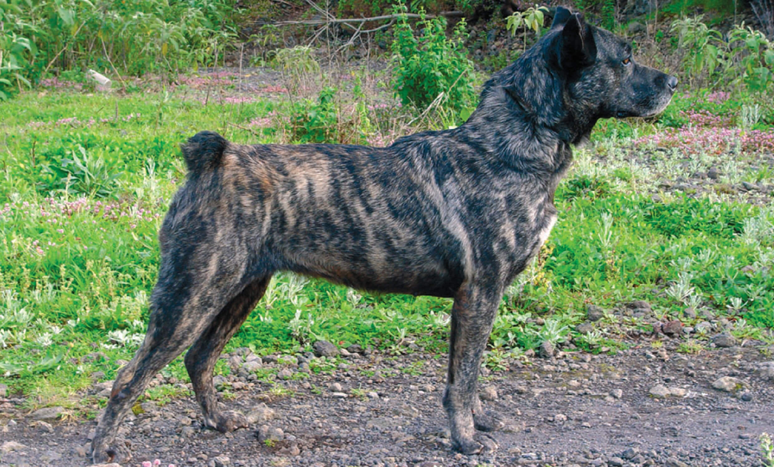 Cão de Fila de São Miguel