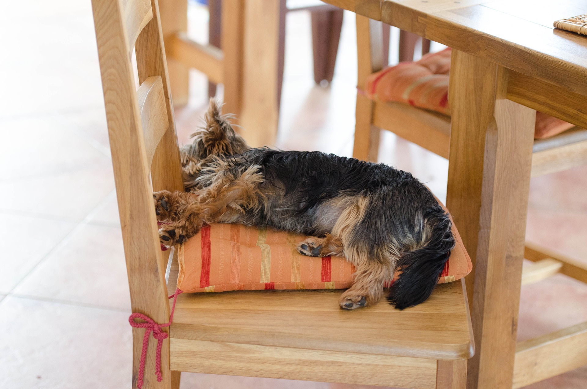 Por que los perros duermen con la cabeza colgando