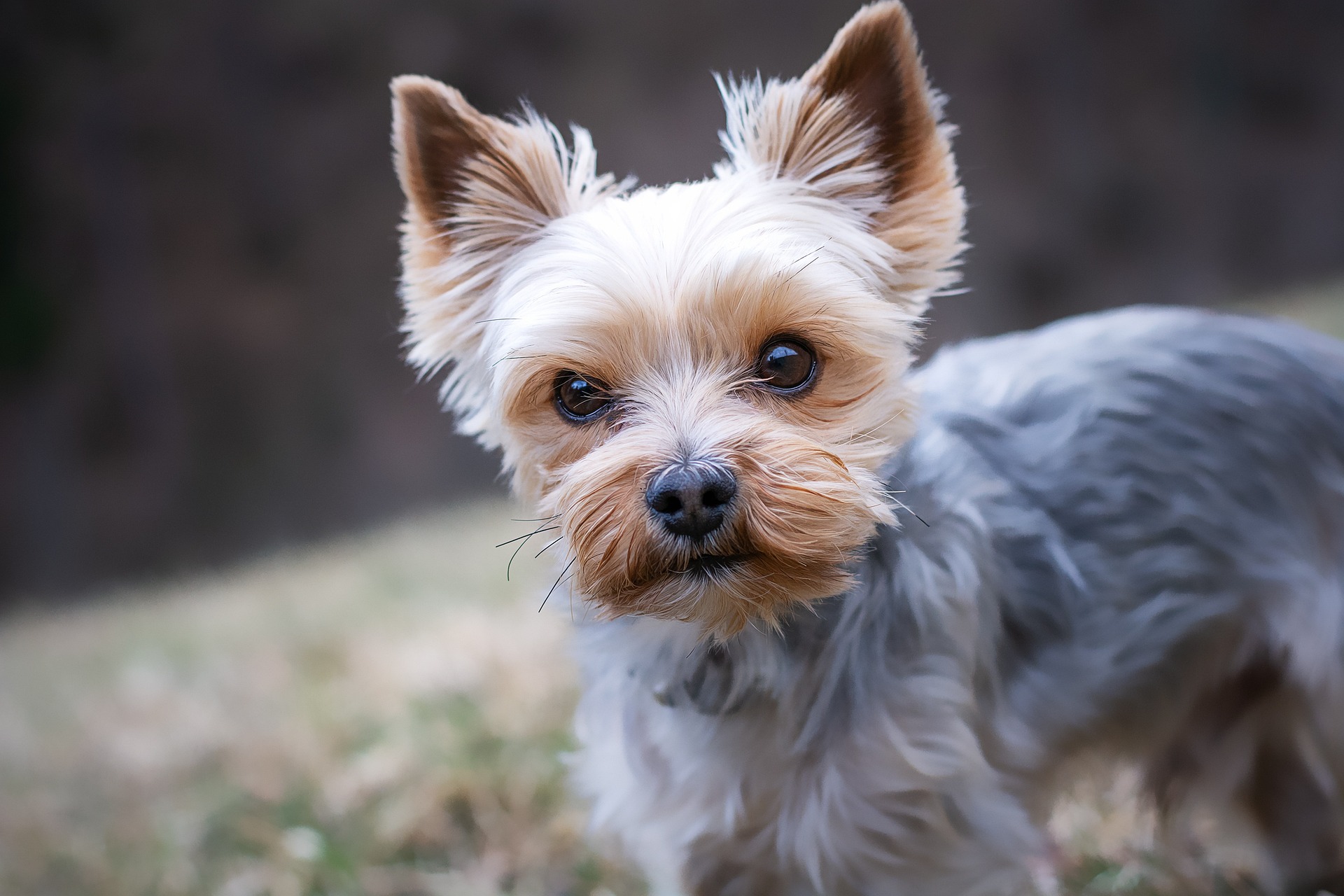 a los perros yorkshire se les corta la cola