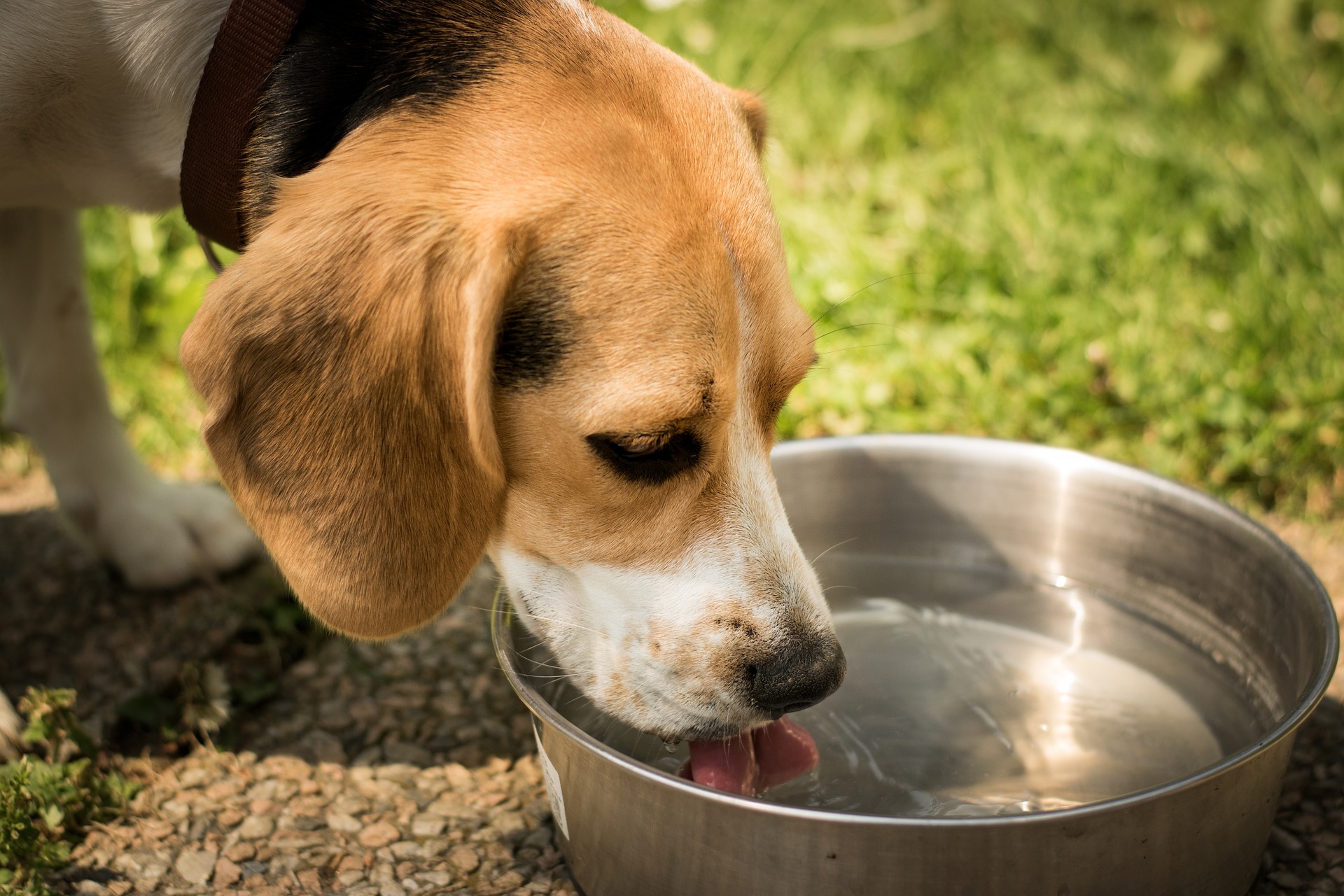 para que sirve el agua con azucar para los perros