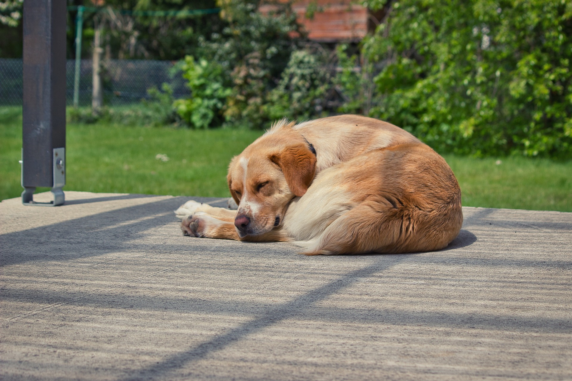 ¿Por Qué los Perros Se Hacen Una Bola Al Dormir?