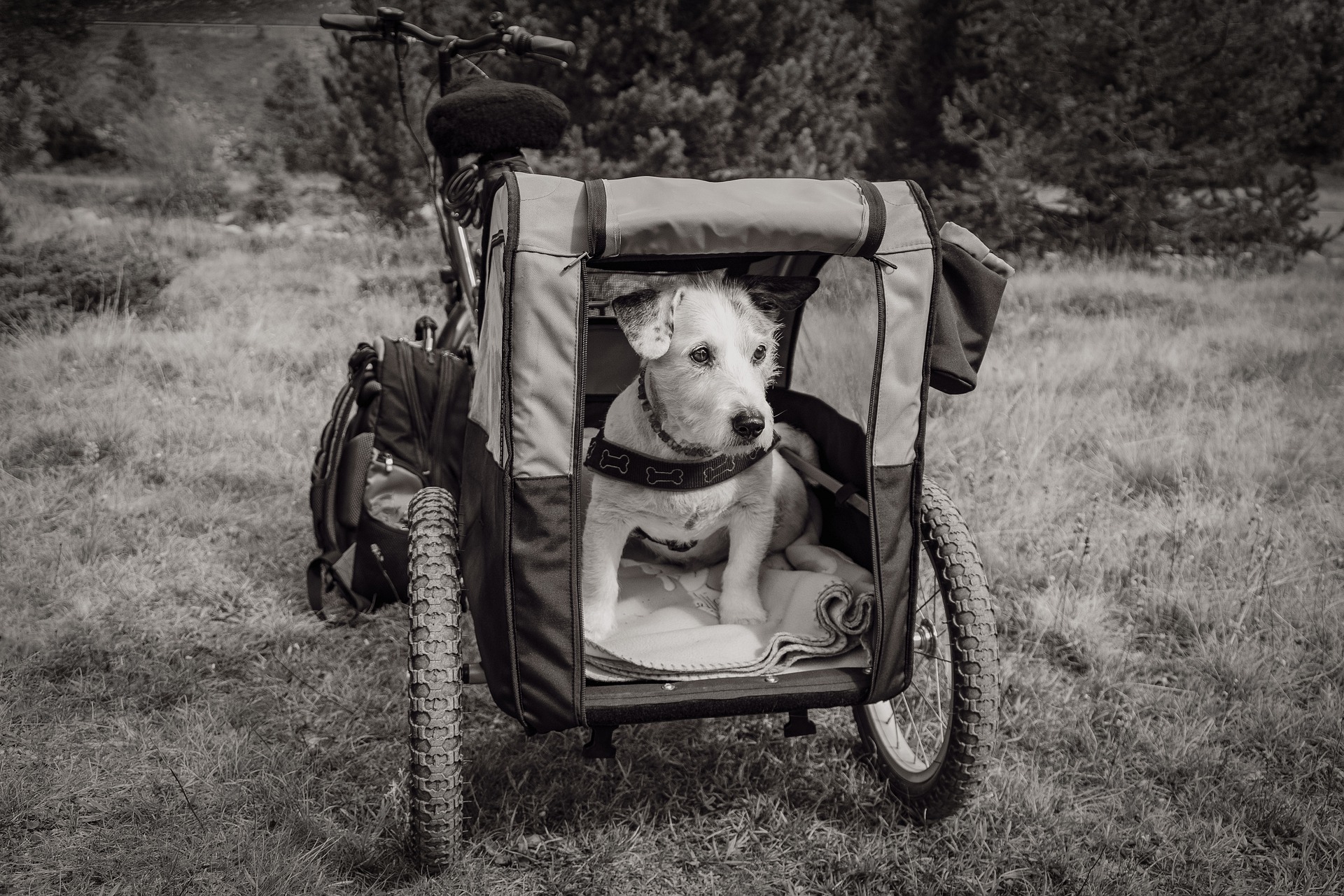 La Importancia de Usar Transportín para Viajar con tu Perro
